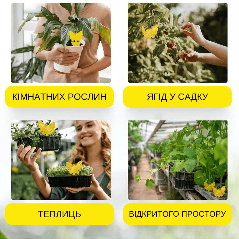 Липка пастка від шкідників та комах 10 шт